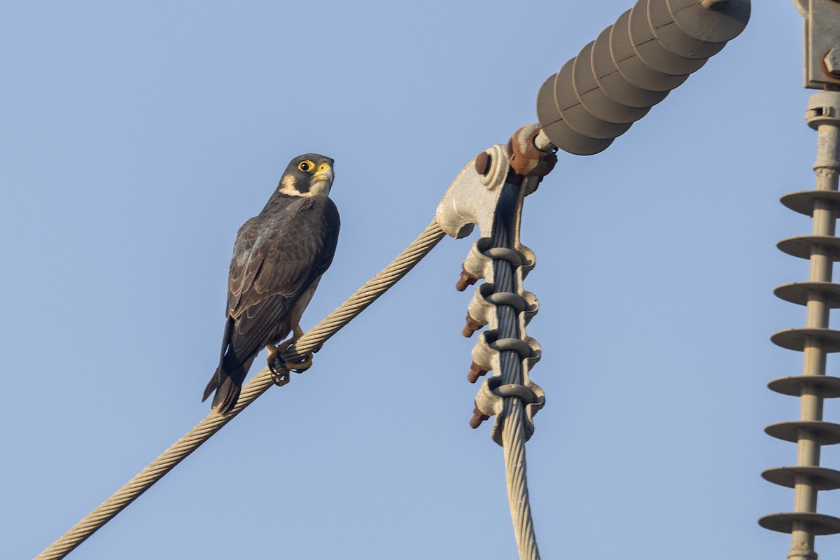 Сапсан (peregrinator) - ML646884139