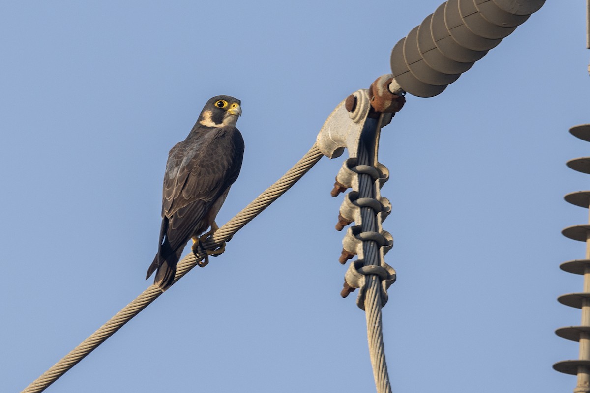 Сапсан (peregrinator) - ML646884140