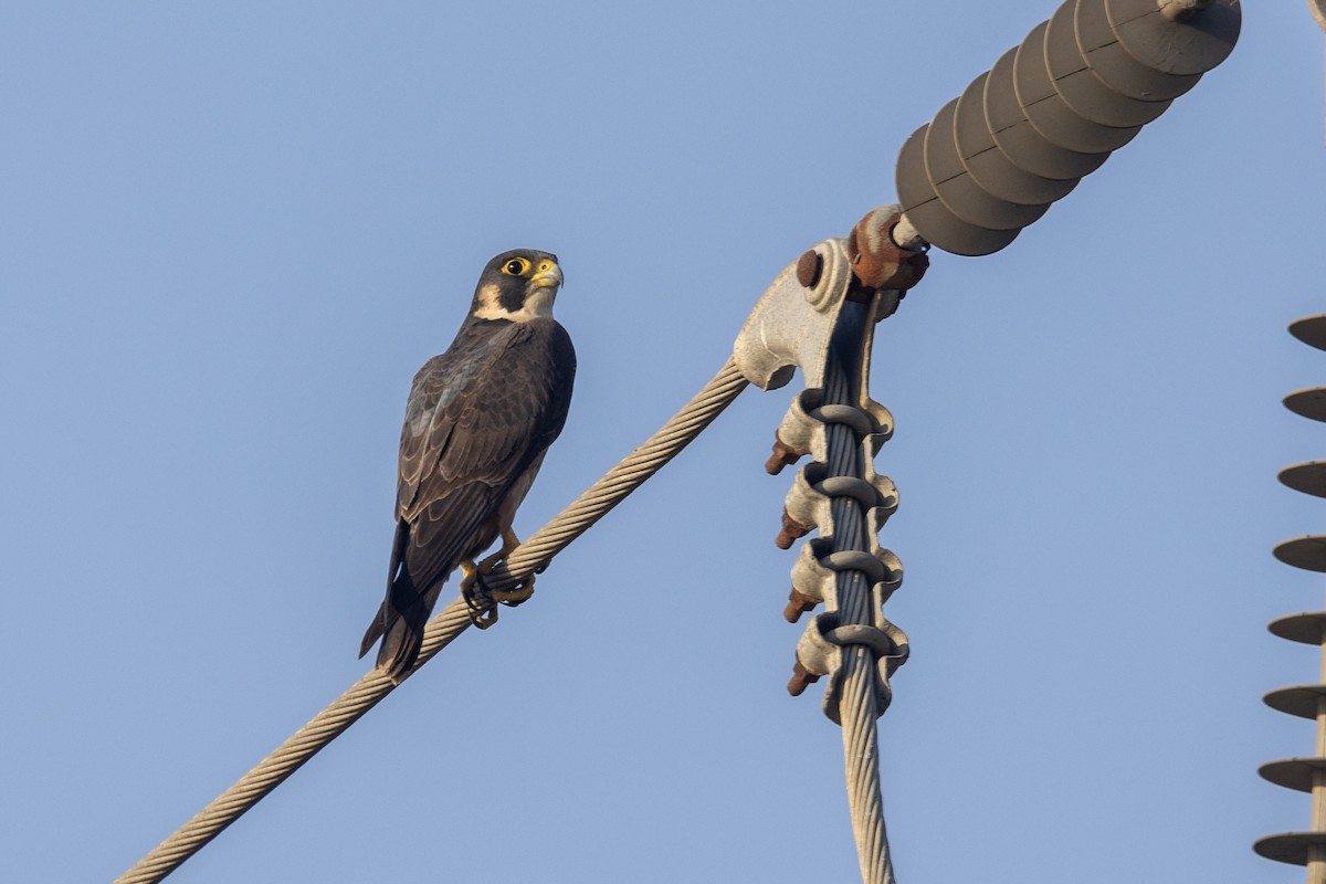 Сапсан (peregrinator) - ML646884141