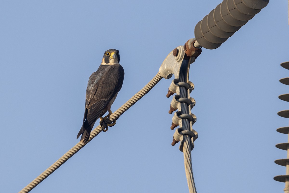 Сапсан (peregrinator) - ML646884142