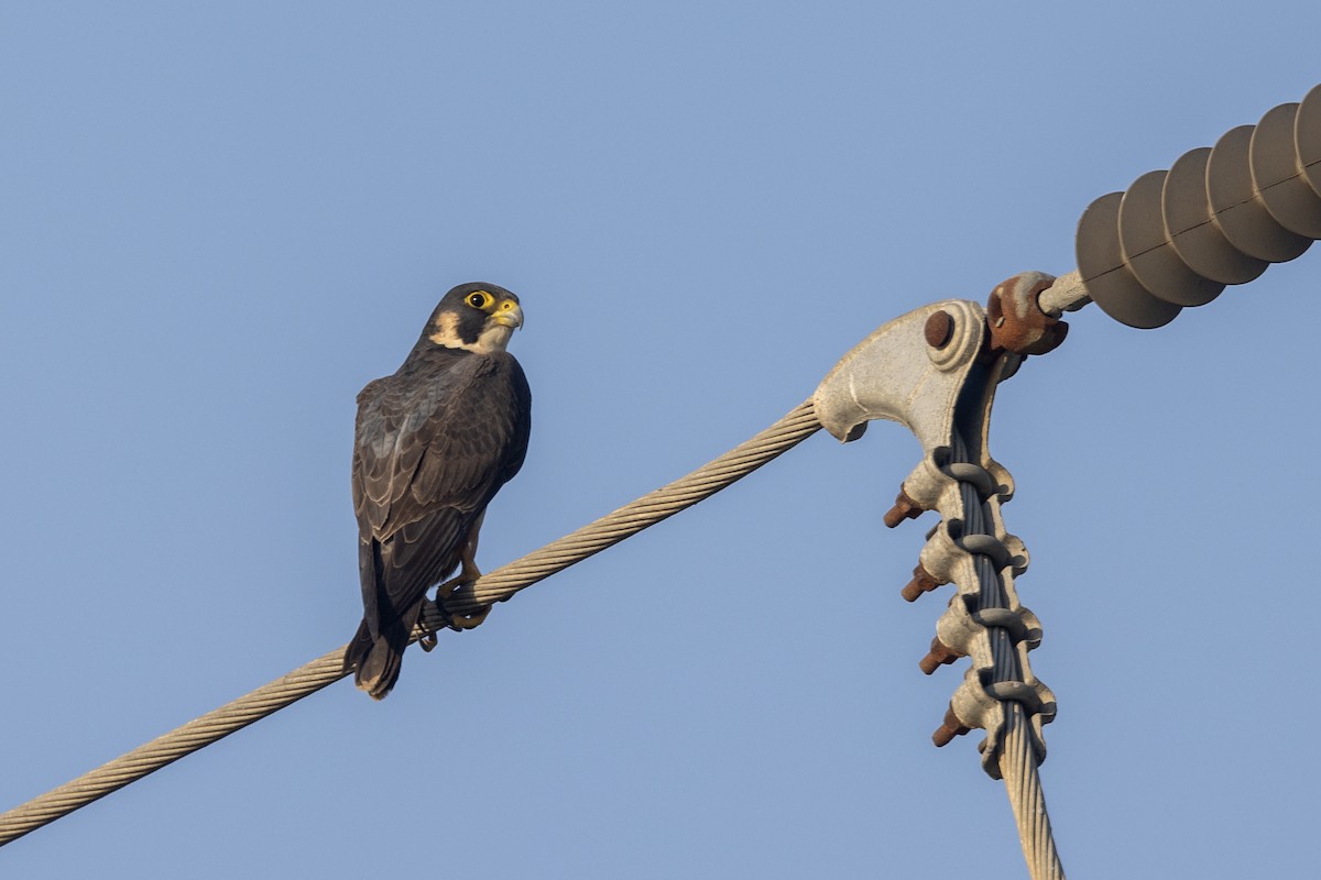 Сапсан (peregrinator) - ML646884143