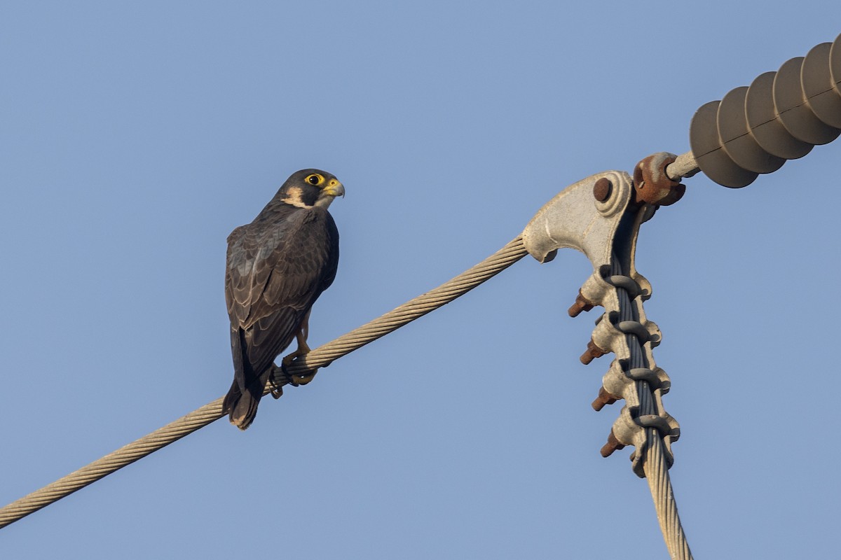 Сапсан (peregrinator) - ML646884144