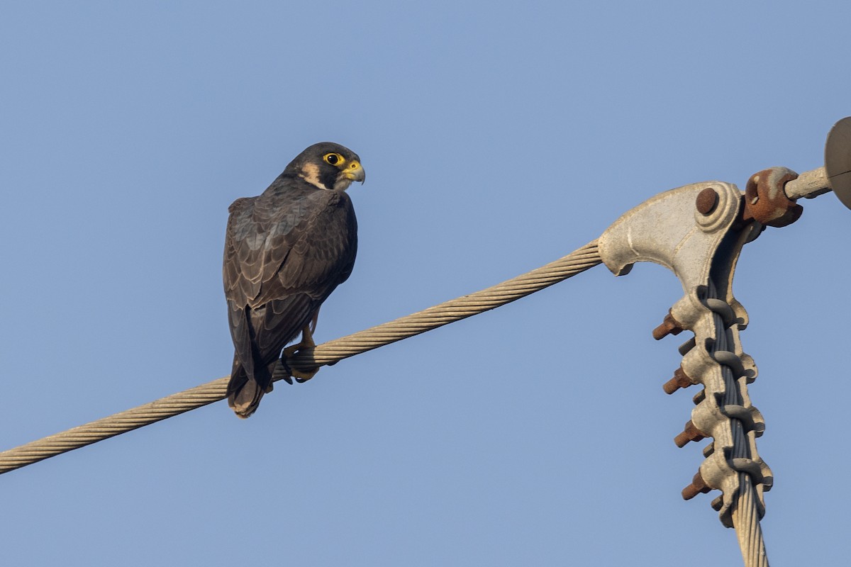 Сапсан (peregrinator) - ML646884145