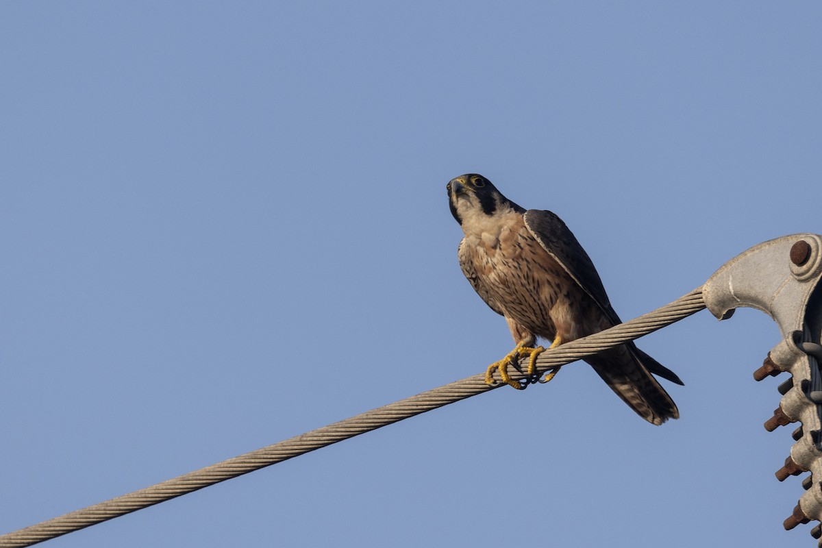 Сапсан (peregrinator) - ML646884146