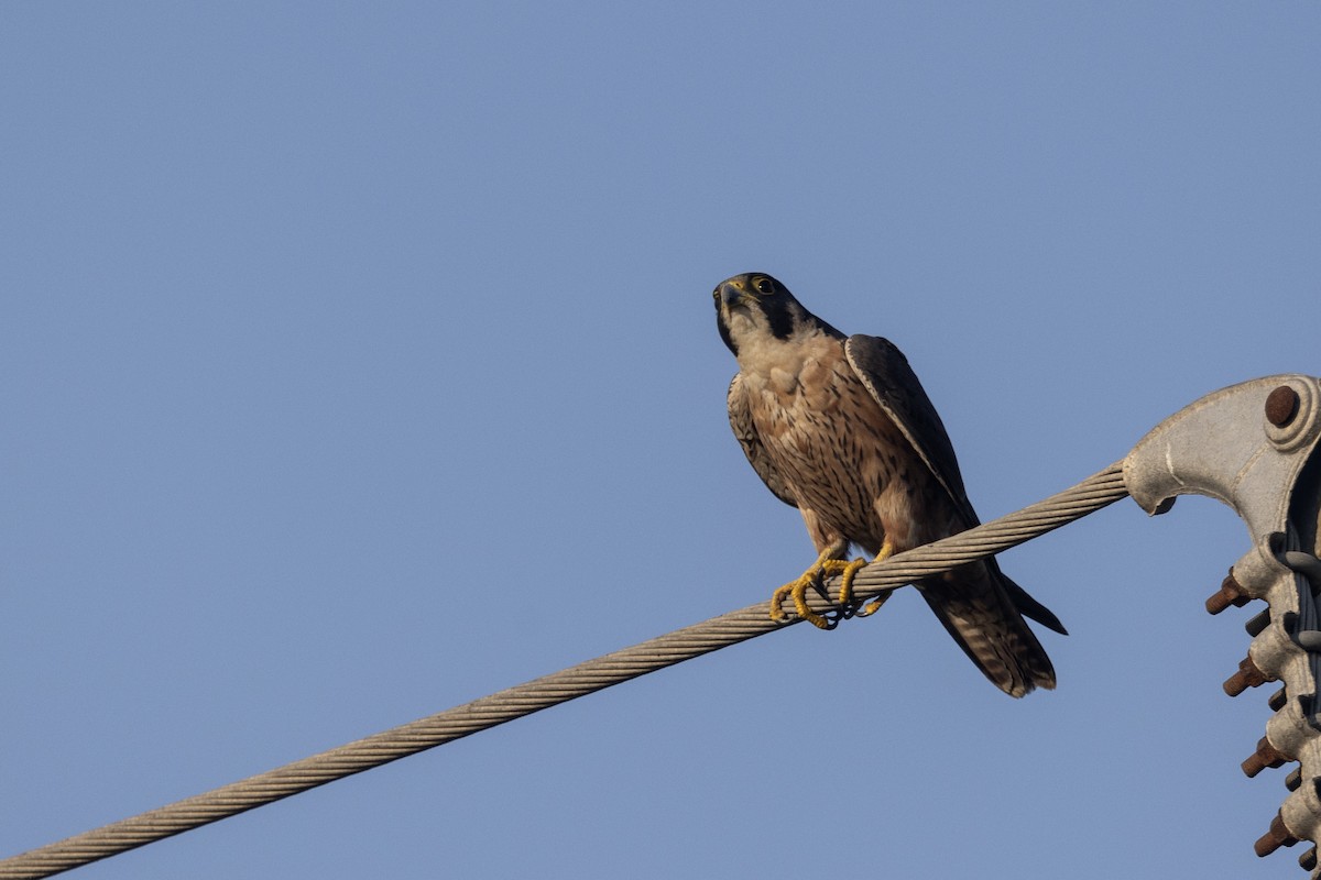 Сапсан (peregrinator) - ML646884147