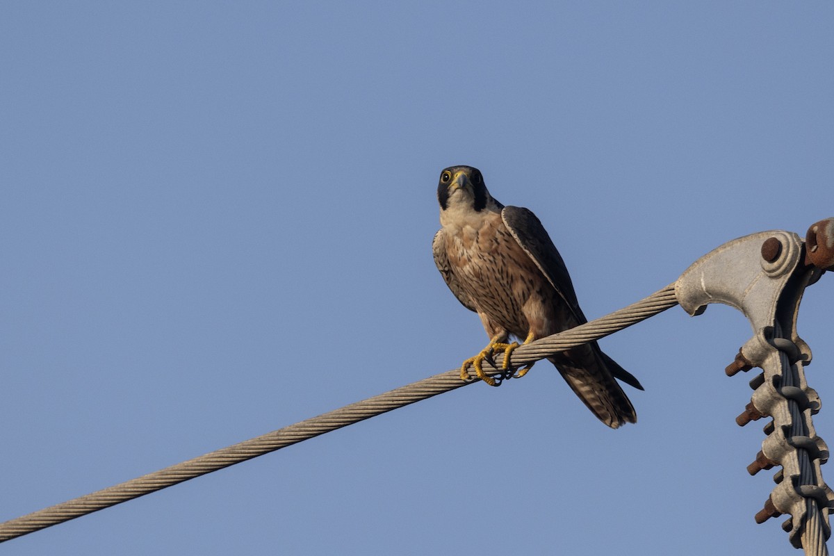 Сапсан (peregrinator) - ML646884148