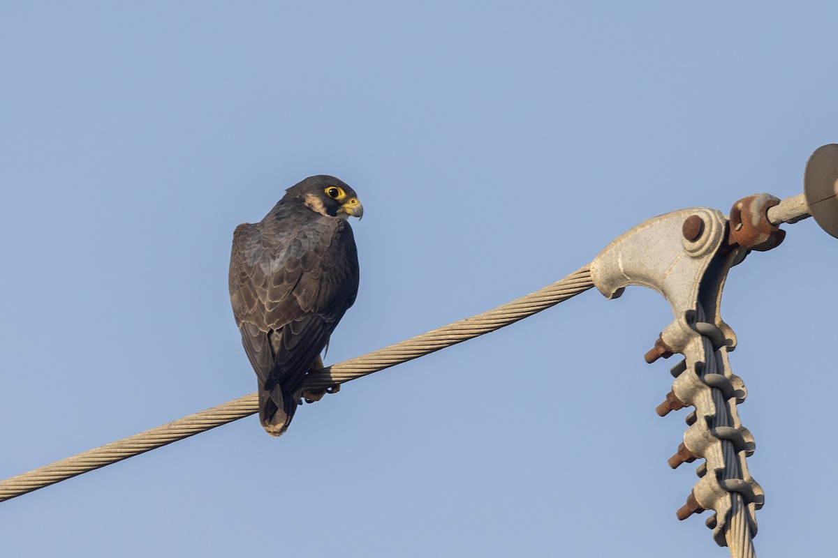 Сапсан (peregrinator) - ML646884149