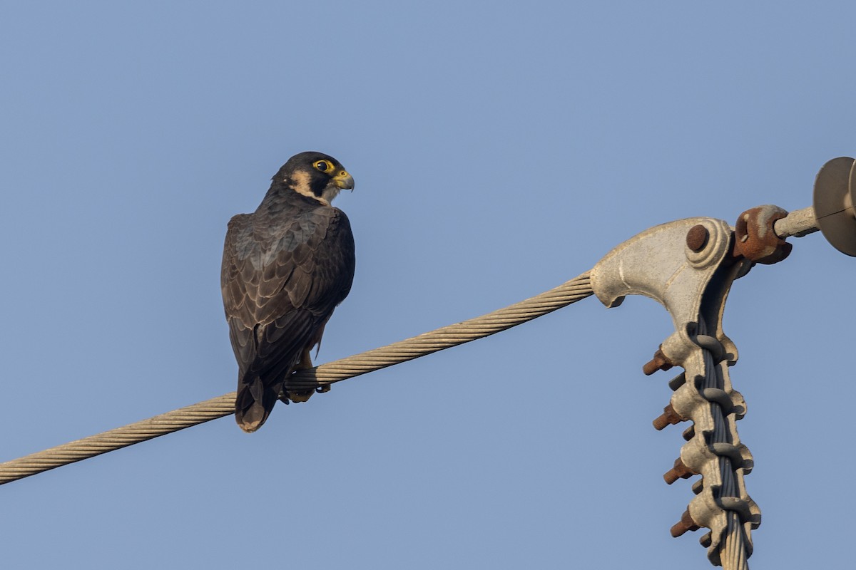 Сапсан (peregrinator) - ML646884150