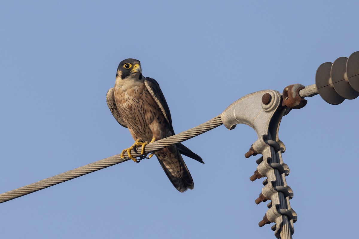 Сапсан (peregrinator) - ML646884151