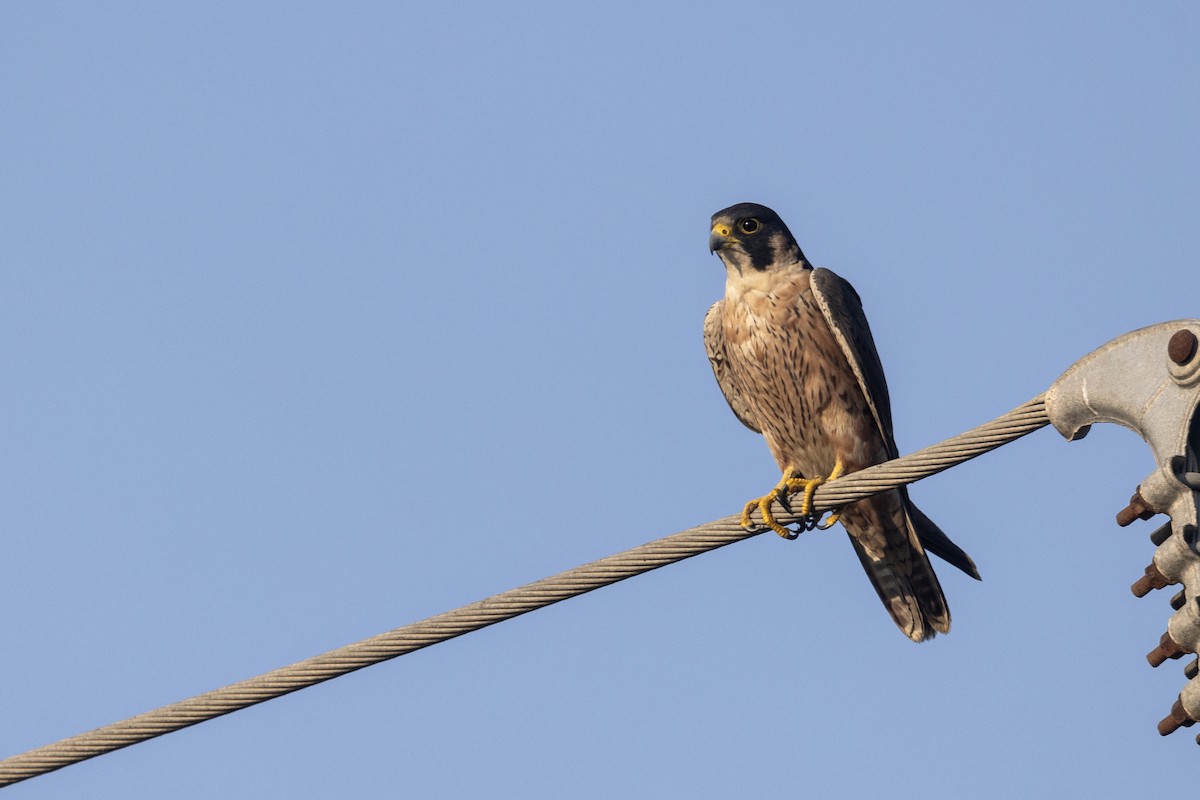 Сапсан (peregrinator) - ML646884152