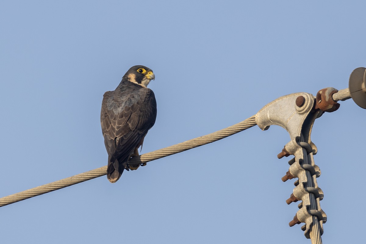 Сапсан (peregrinator) - ML646884153