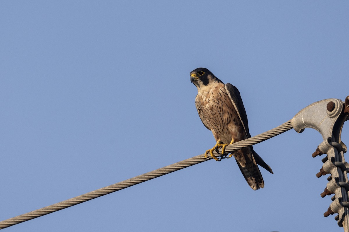 Сапсан (peregrinator) - ML646884154