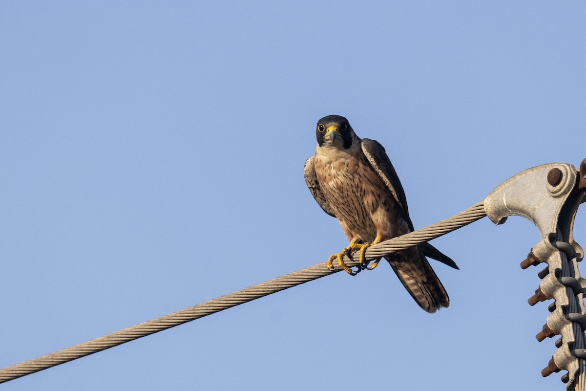 Сапсан (peregrinator) - ML646884155