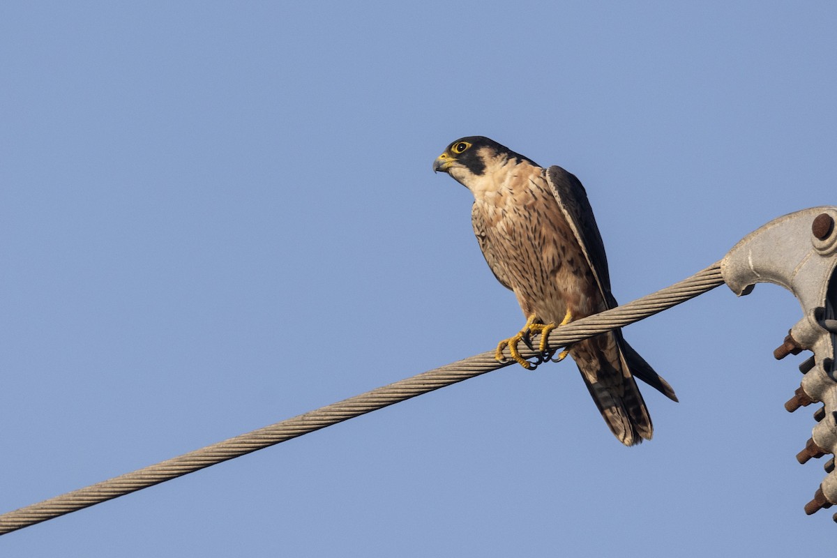 Сапсан (peregrinator) - ML646884156