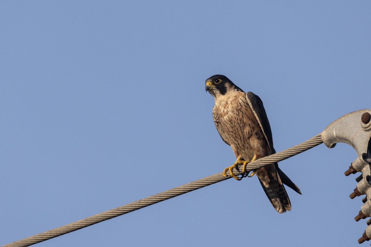 Сапсан (peregrinator) - ML646884157