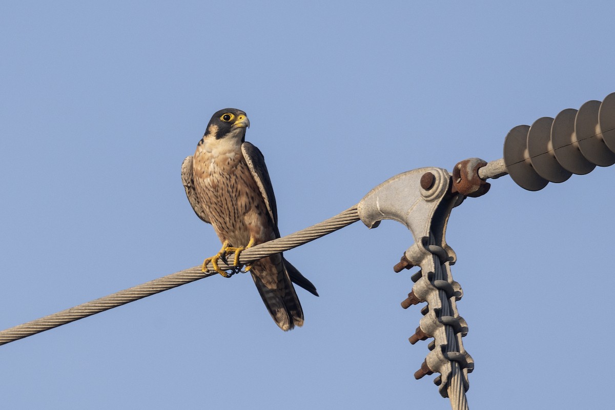 Сапсан (peregrinator) - ML646884158