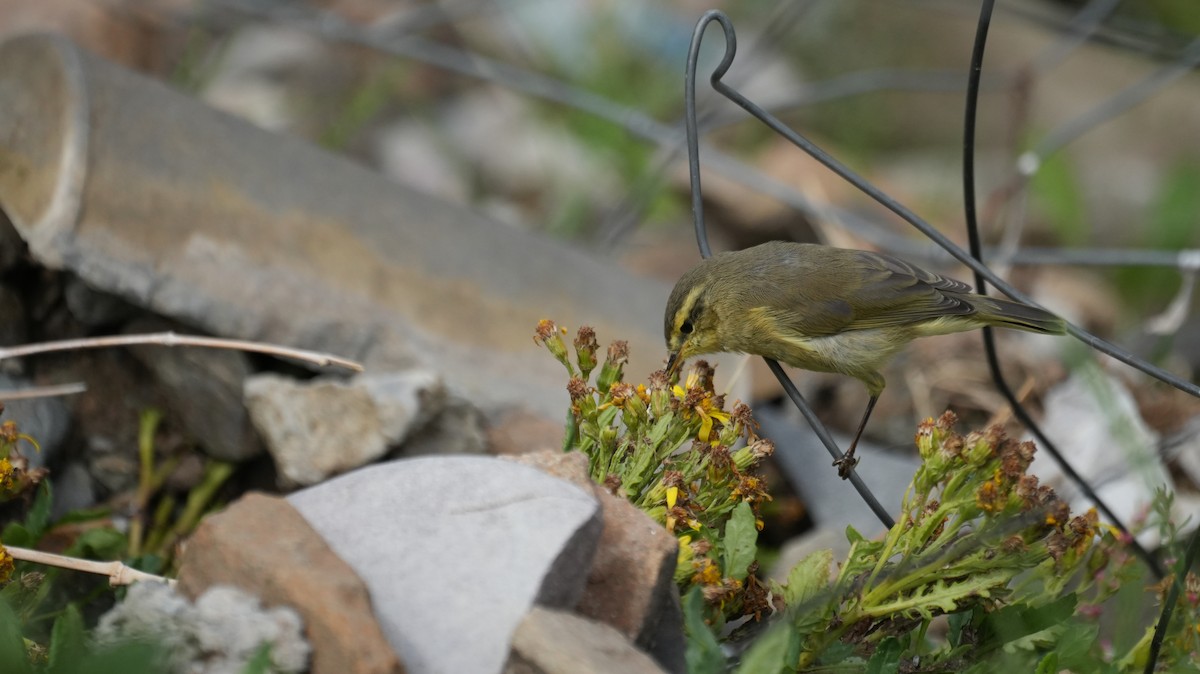 Tickell Çıvgını - ML646884159