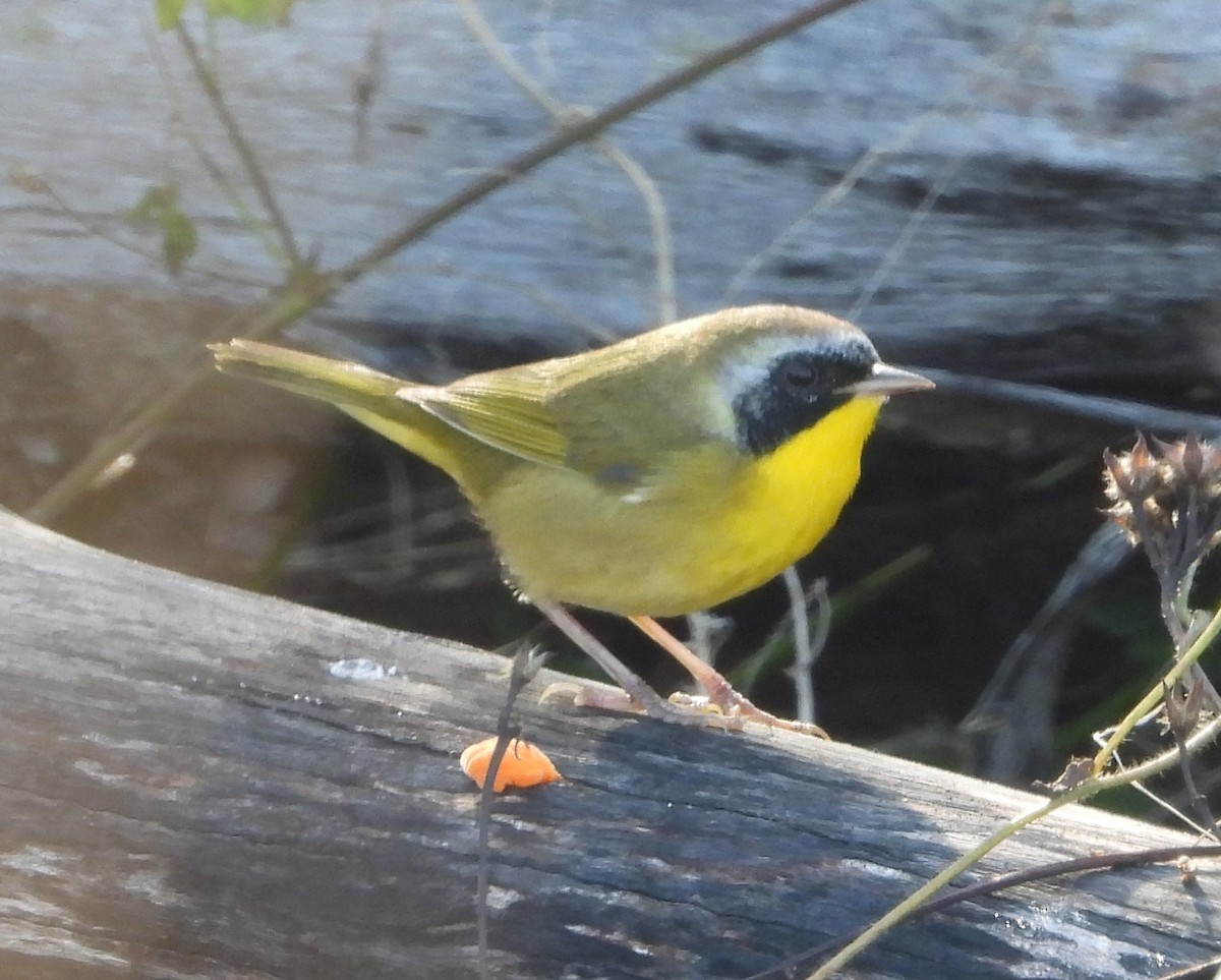 Common Yellowthroat - ML646884160