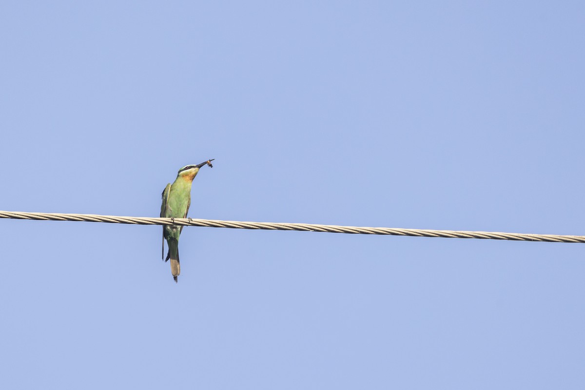 שרקרק ירוק - ML646884164