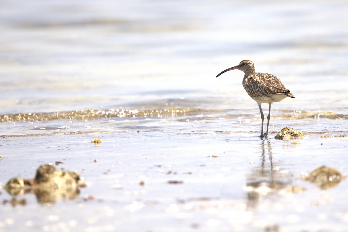 Eurasian Whimbrel - ML646884165