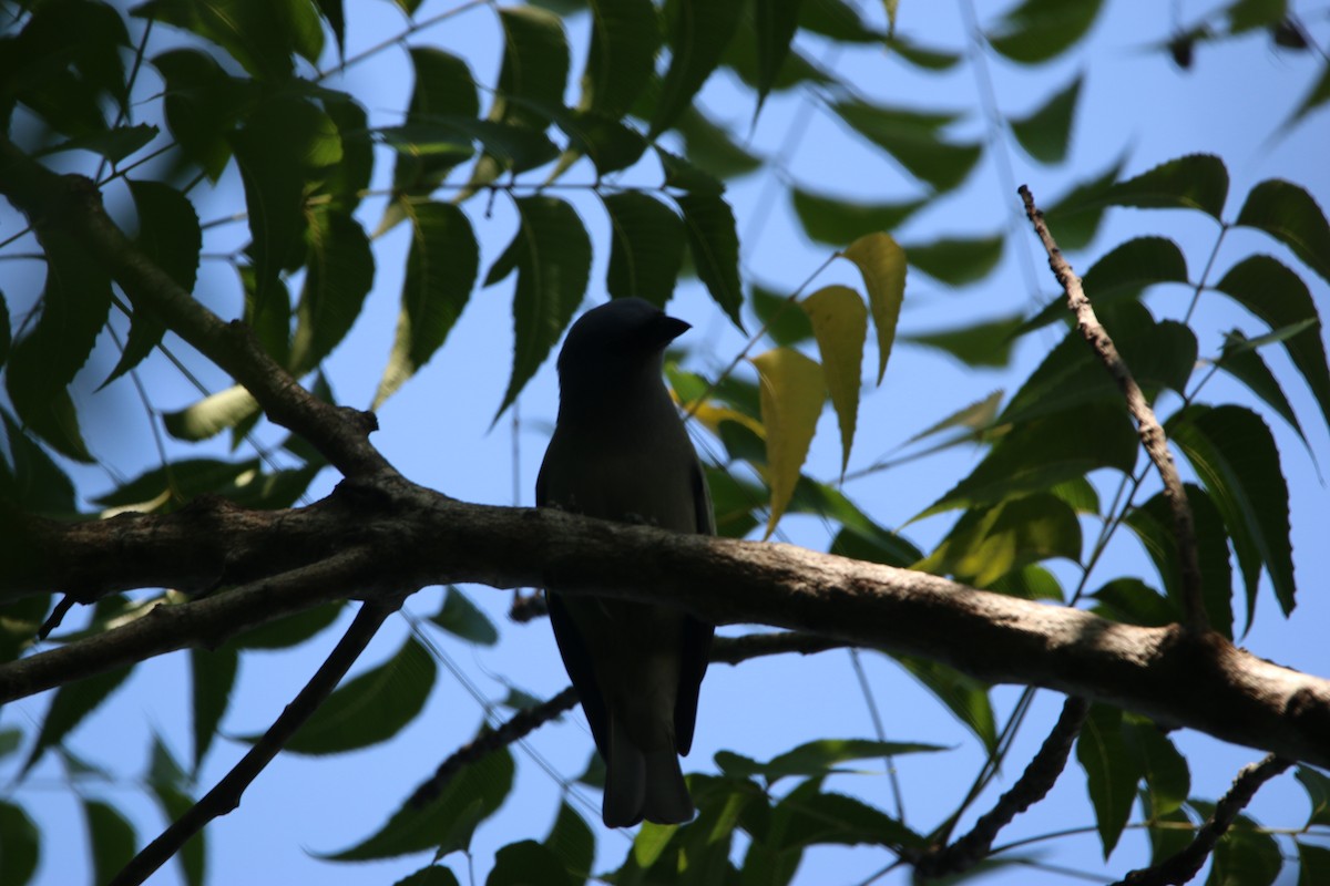 Yellow-winged Tanager - ML646884167