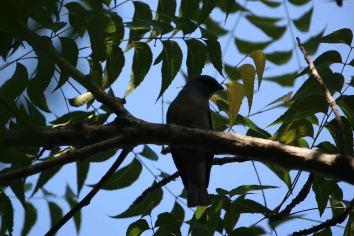 Yellow-winged Tanager - ML646884168