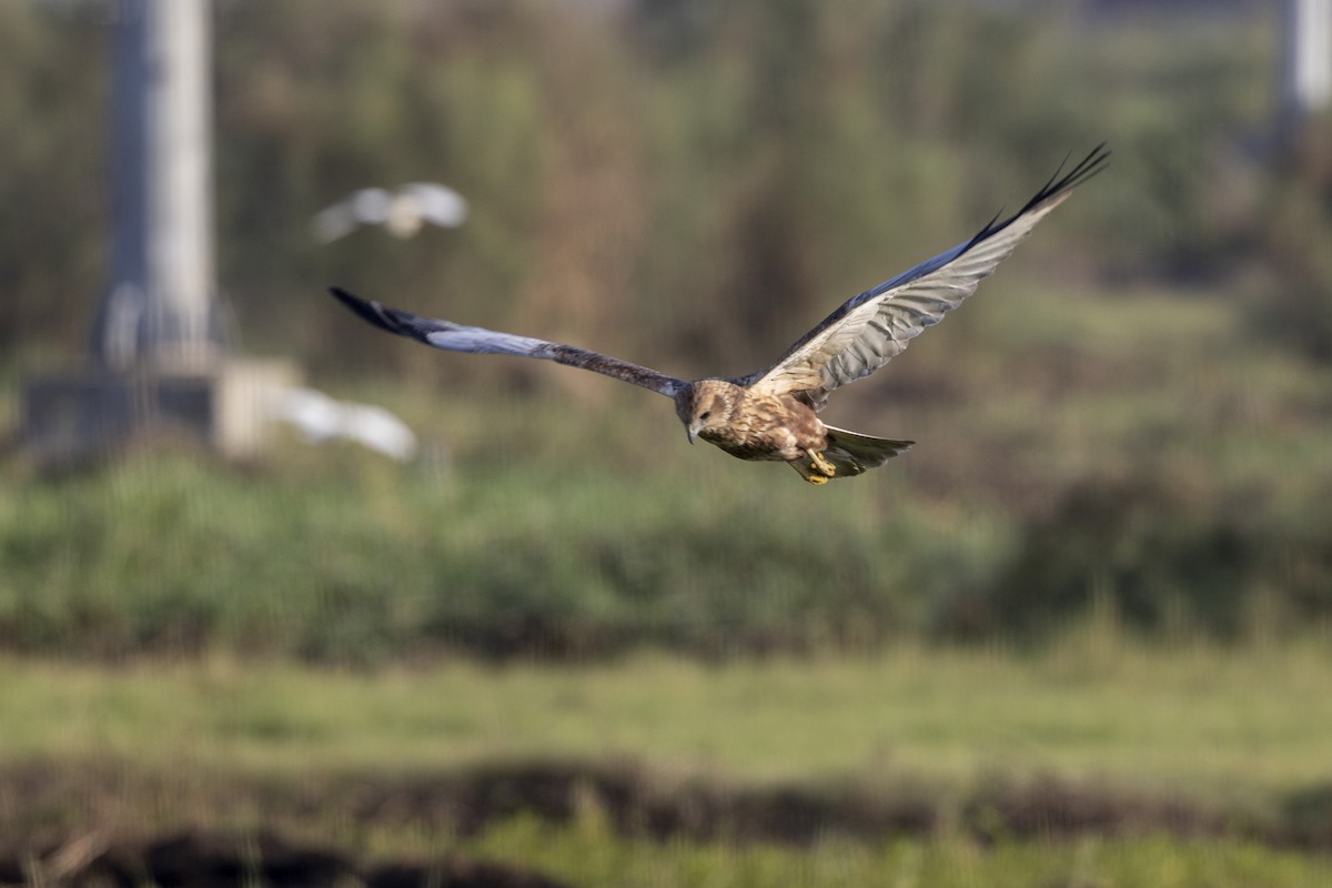 Western Marsh Harrier - ML646884169