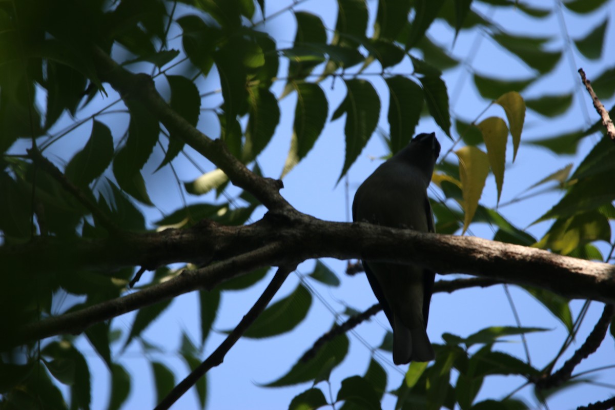 Yellow-winged Tanager - ML646884170