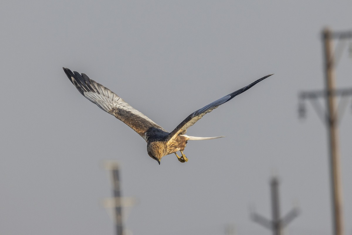 Western Marsh Harrier - ML646884171