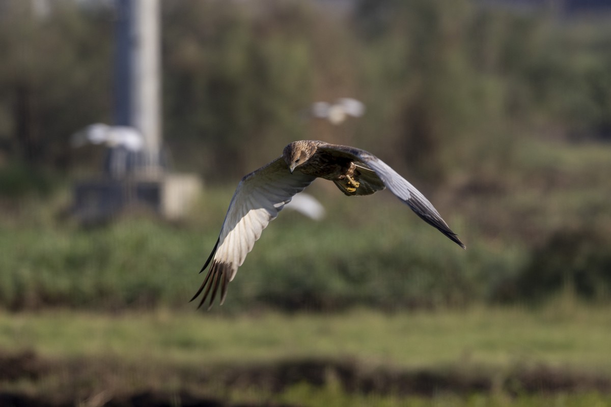 Western Marsh Harrier - ML646884172