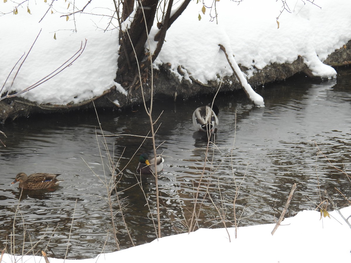 Mallard - ML646884173