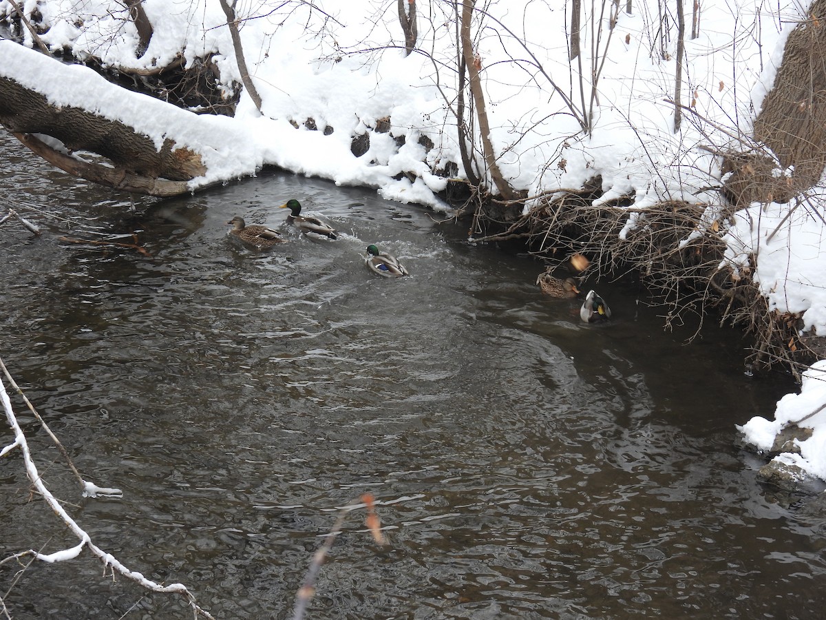 Mallard - ML646884174