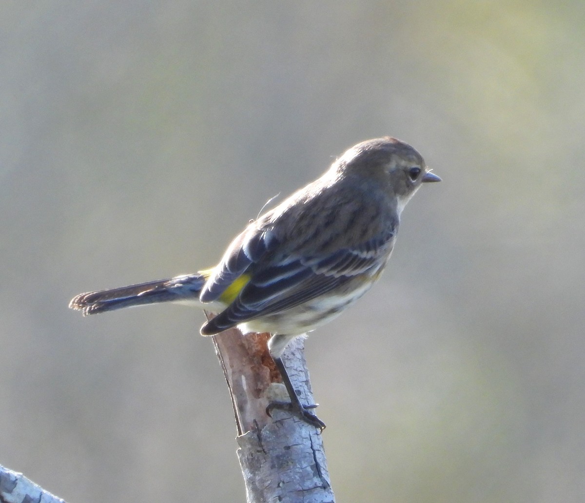 Paruline à croupion jaune - ML646884175