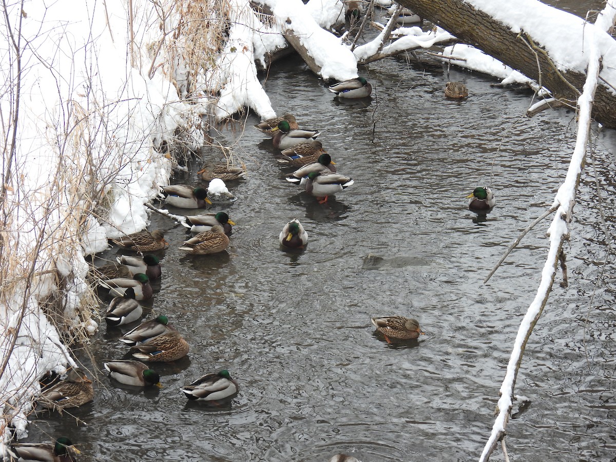 Mallard - ML646884179