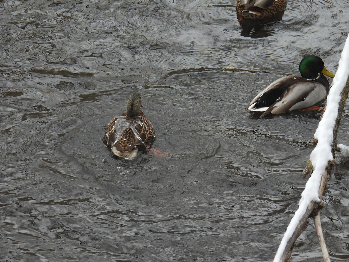 Mallard - ML646884180