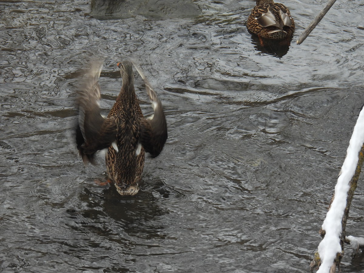 Mallard - ML646884181