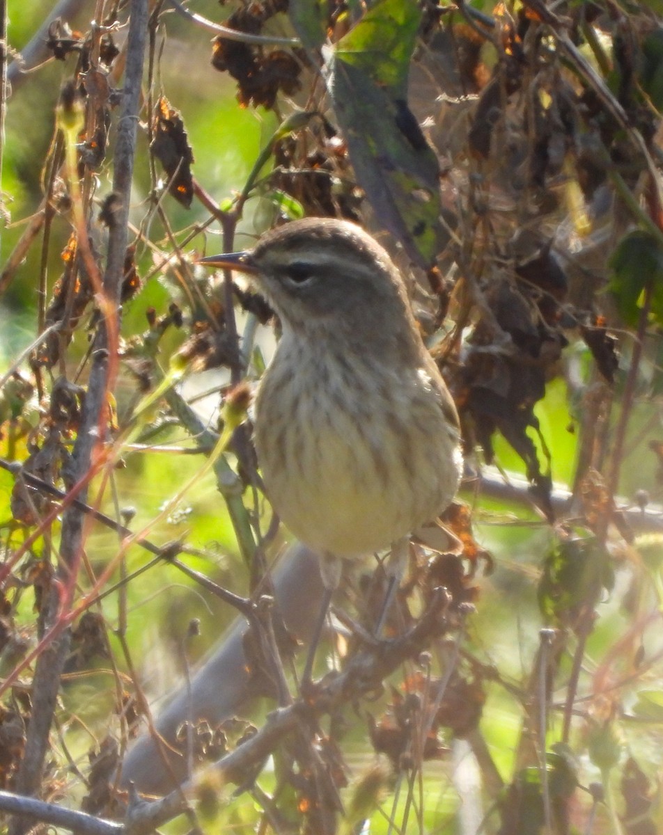 Paruline à couronne rousse - ML646884182