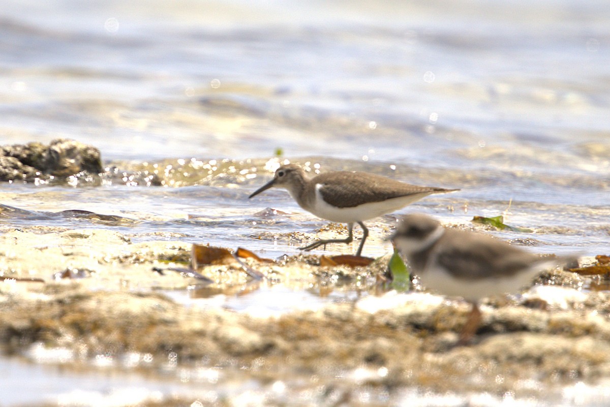 Common Sandpiper - ML646884184
