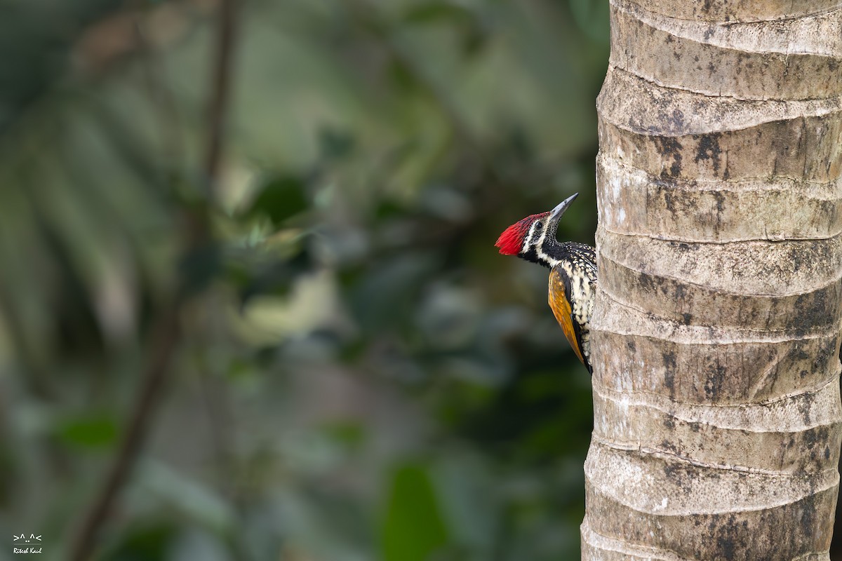 Black-rumped Flameback - ML646884185