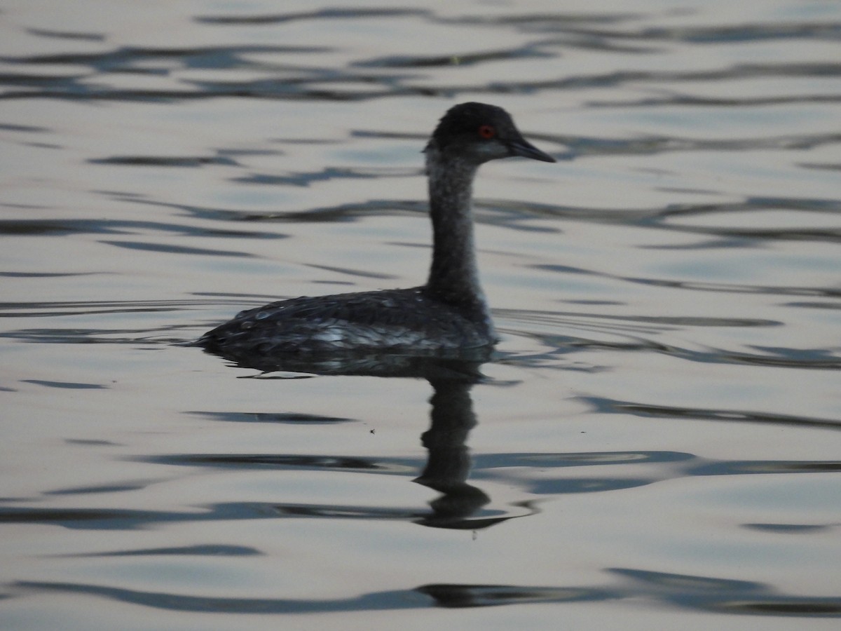 Grèbe à cou noir - ML646884186