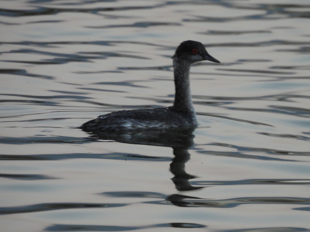 Grèbe à cou noir - ML646884187