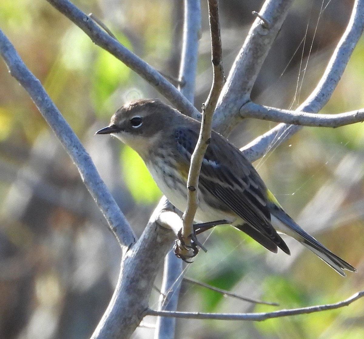 Paruline à croupion jaune - ML646884188
