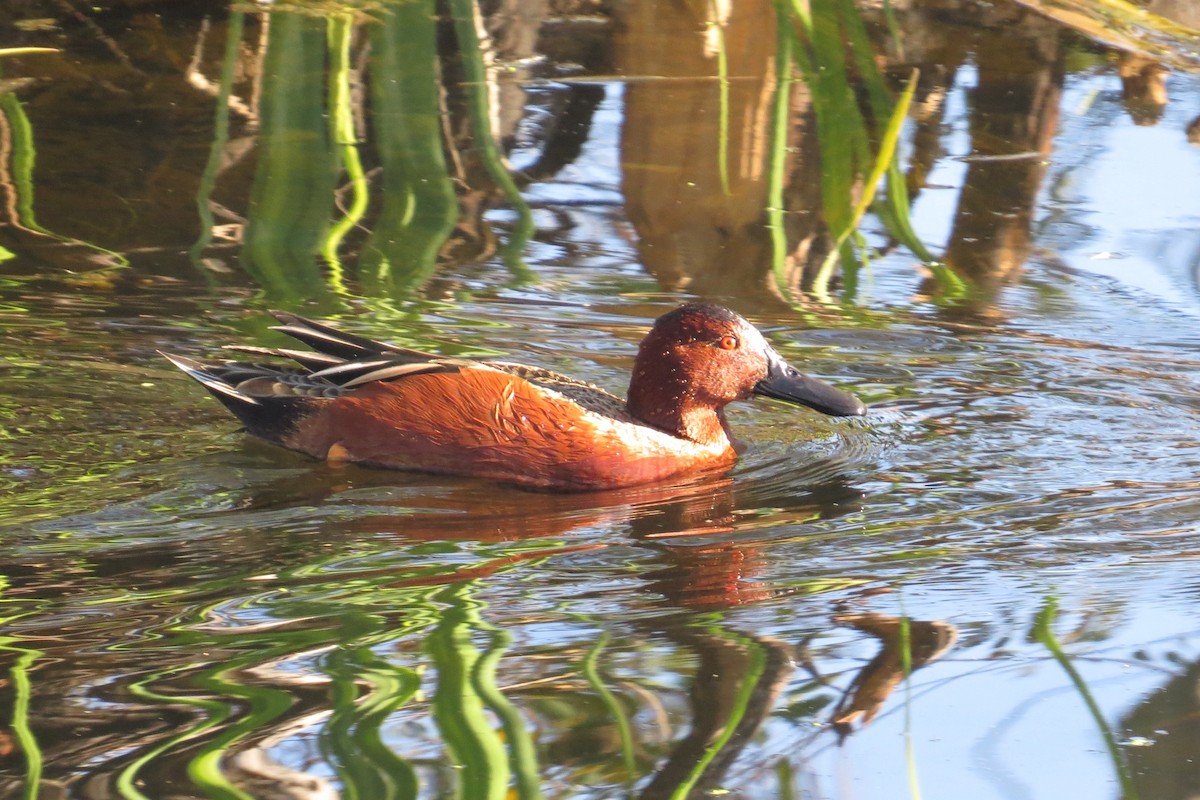 שרשיר קינמון - ML646884190