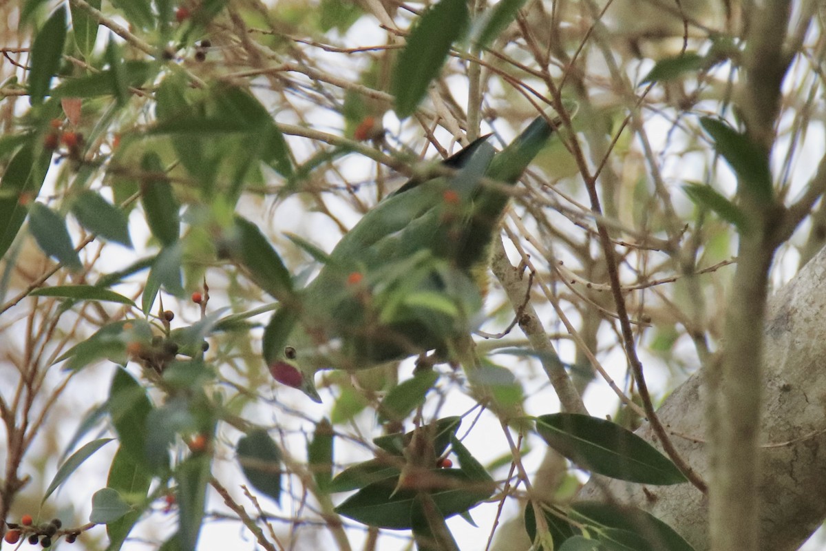 Red-bellied Fruit-Dove - ML646884191