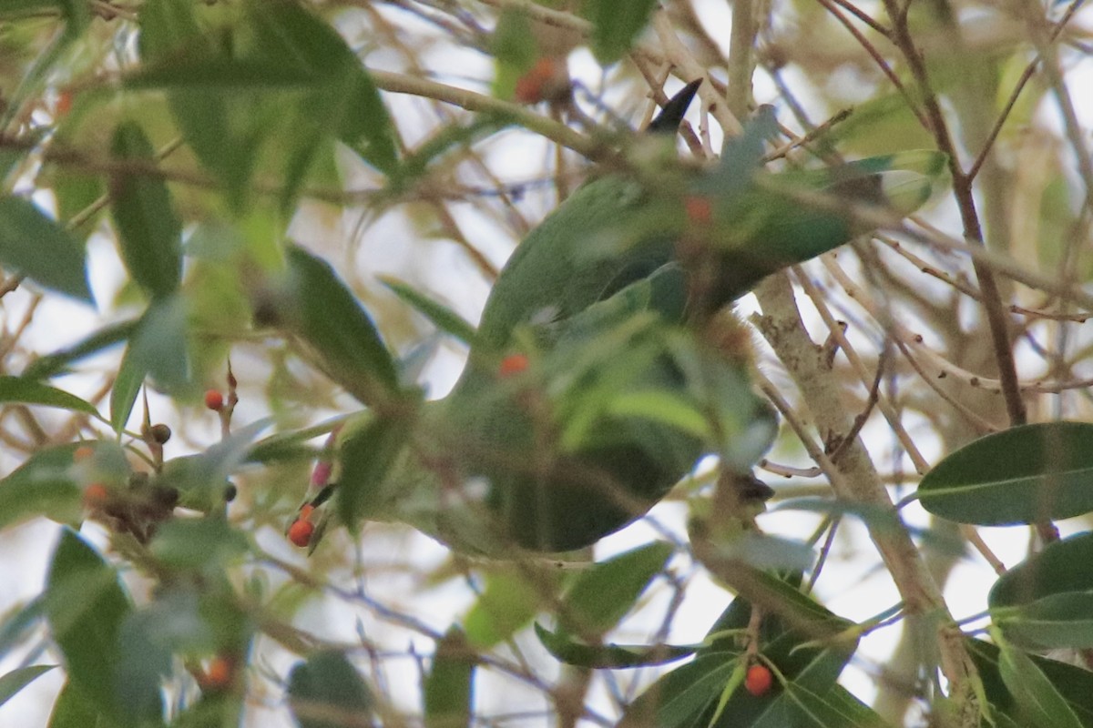 Red-bellied Fruit-Dove - ML646884192