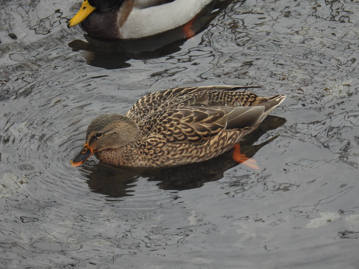 Mallard - ML646884194