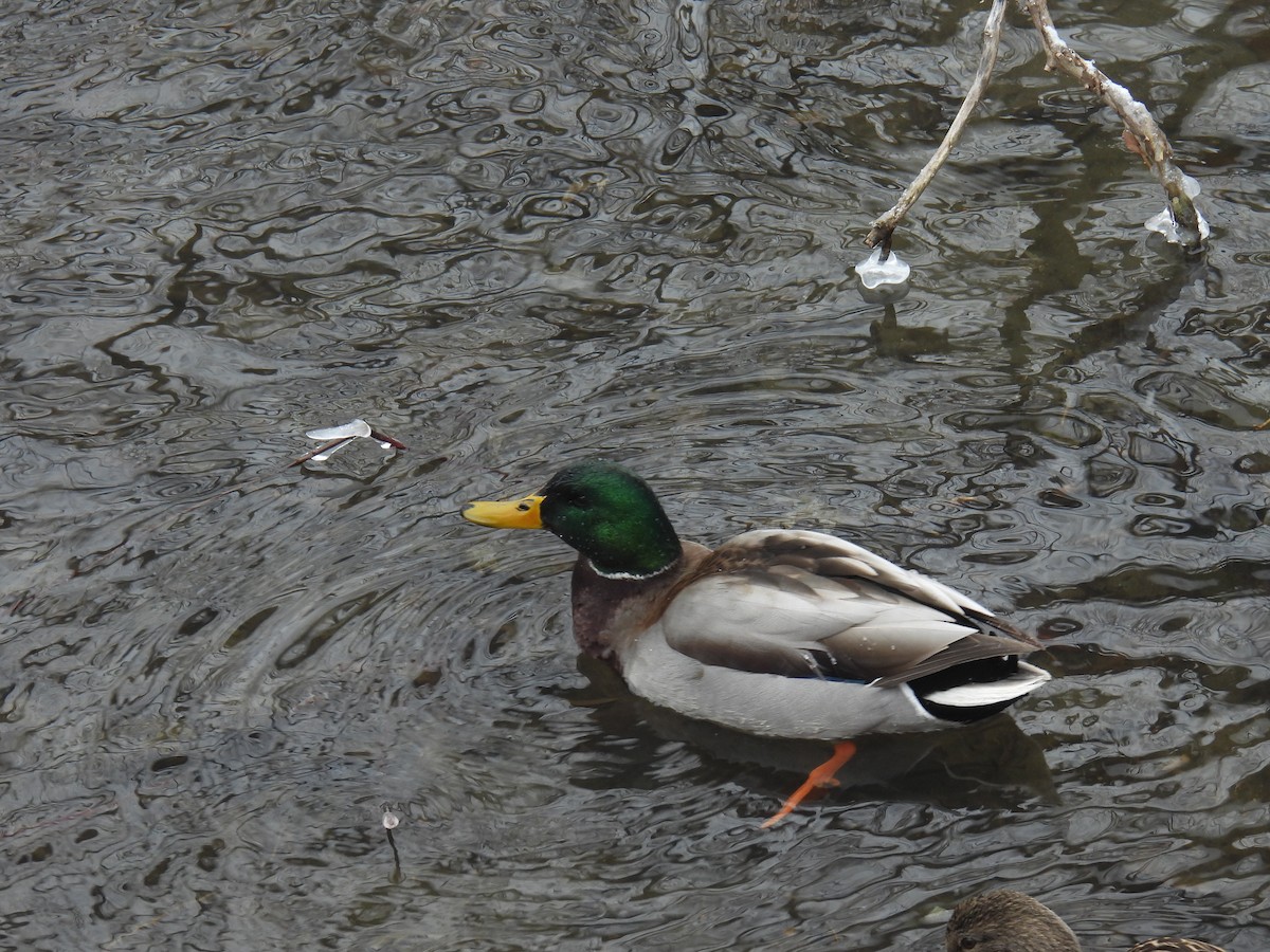 Mallard - ML646884195