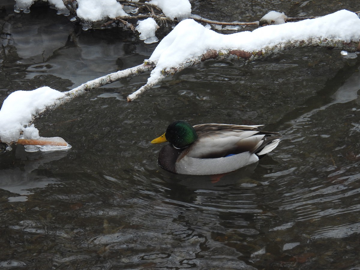 Mallard - ML646884196