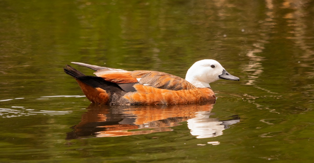 Paradise Shelduck - ML646884198