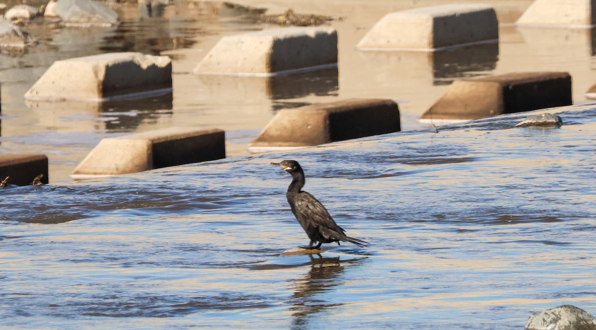 קורמורן אמריקני - ML646884199